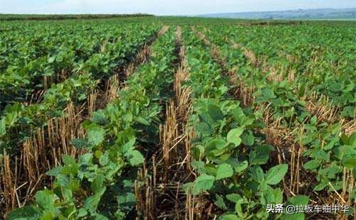 抗性杂草~狗尾草（附防除办法）