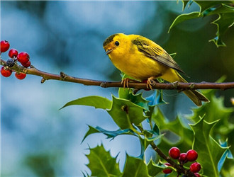 有大三口绝活的黄雀,还有段搞笑的趣史:黄雀的饲养和你想的不同