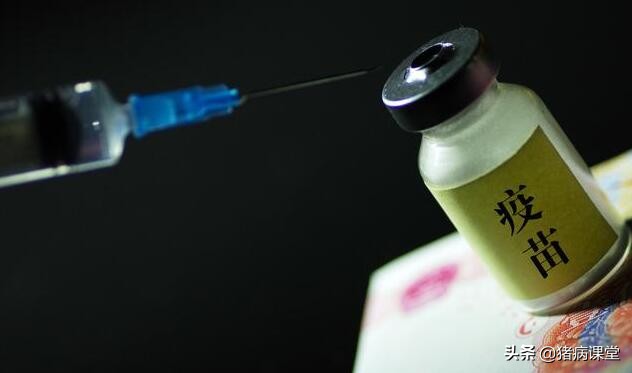 猪支原体肺炎疫苗的正确使用方法,猪支原体肺炎预防及效果探讨