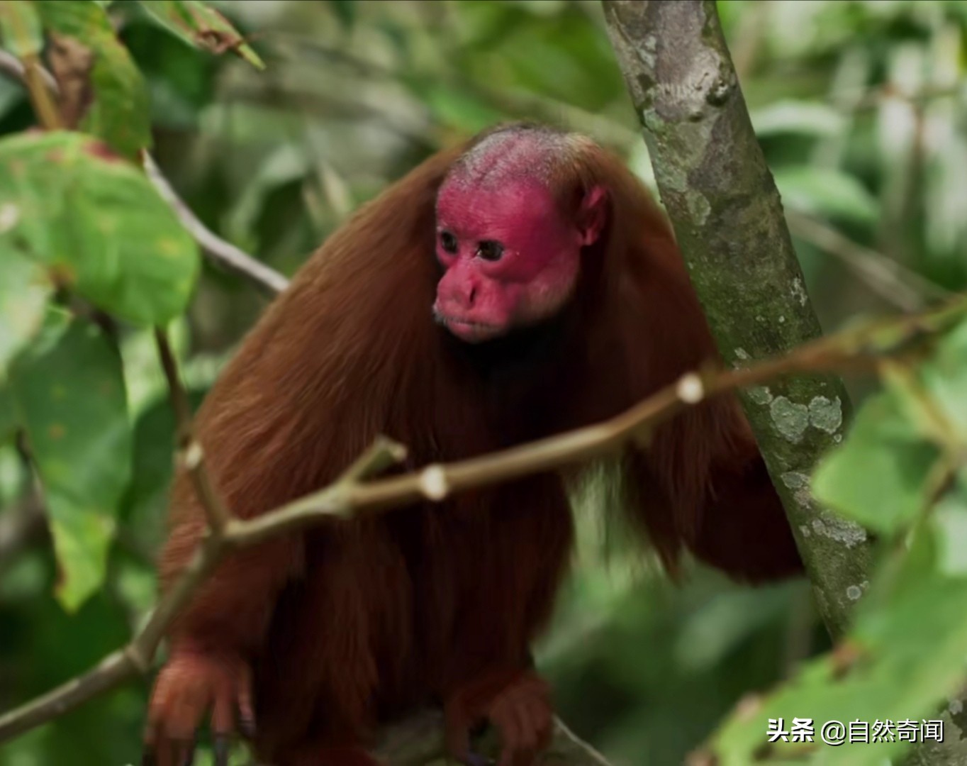 亚马逊十大凶猛植物,巴西亚马逊热带雨林动植物