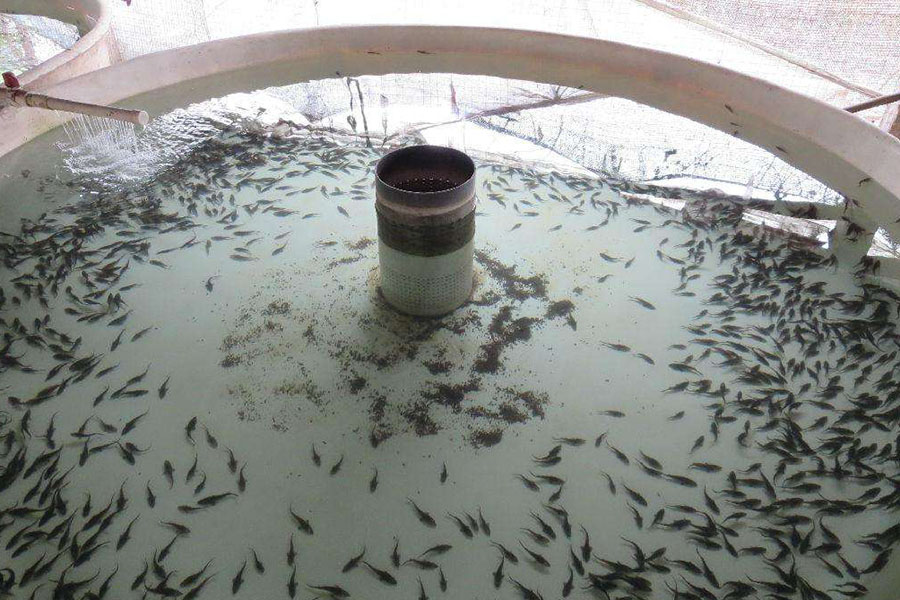 美味的鲟鱼怎么养殖,保持干净的水质,根据体重合理投喂