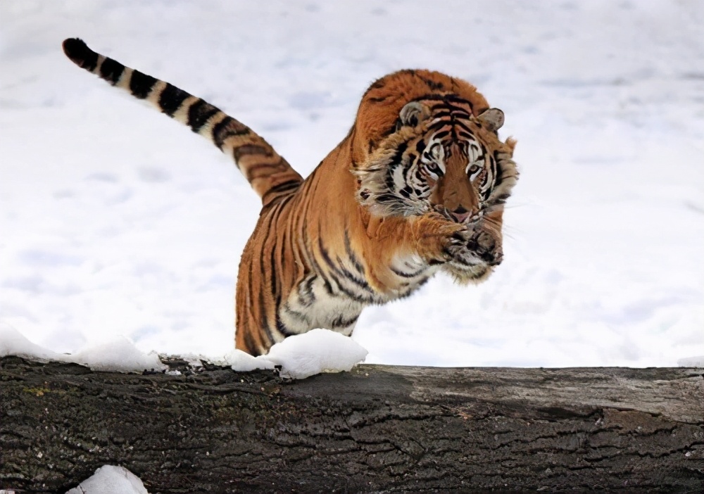 老虎和狮子谁厉害终于有答案了,老虎和狮子打起来谁更厉害