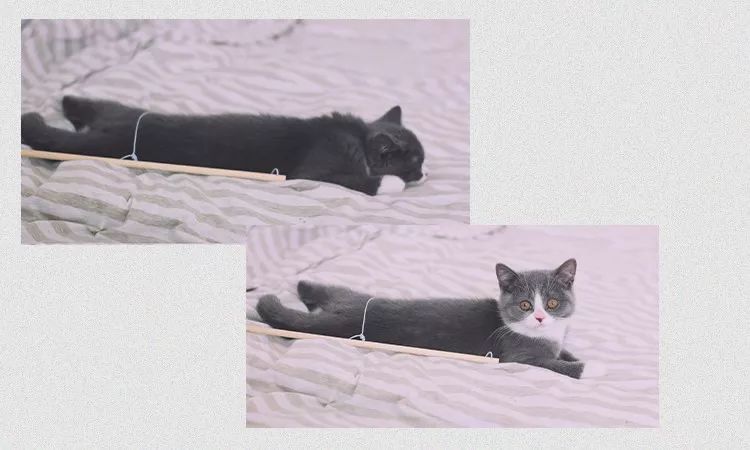 “情人节,男朋友送了我一头羊,现杀的”