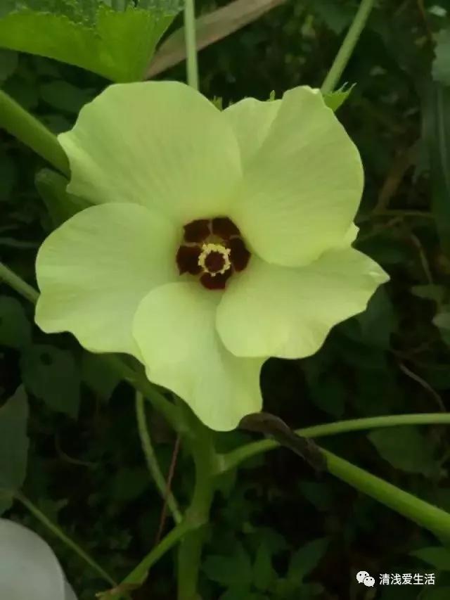 秋葵的种植技巧,水果秋葵的种植