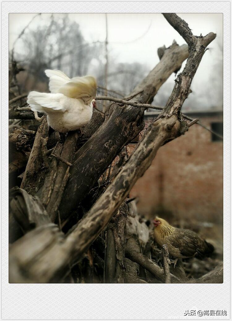 航拍闫庄镇街景,嵩县闫庄图片