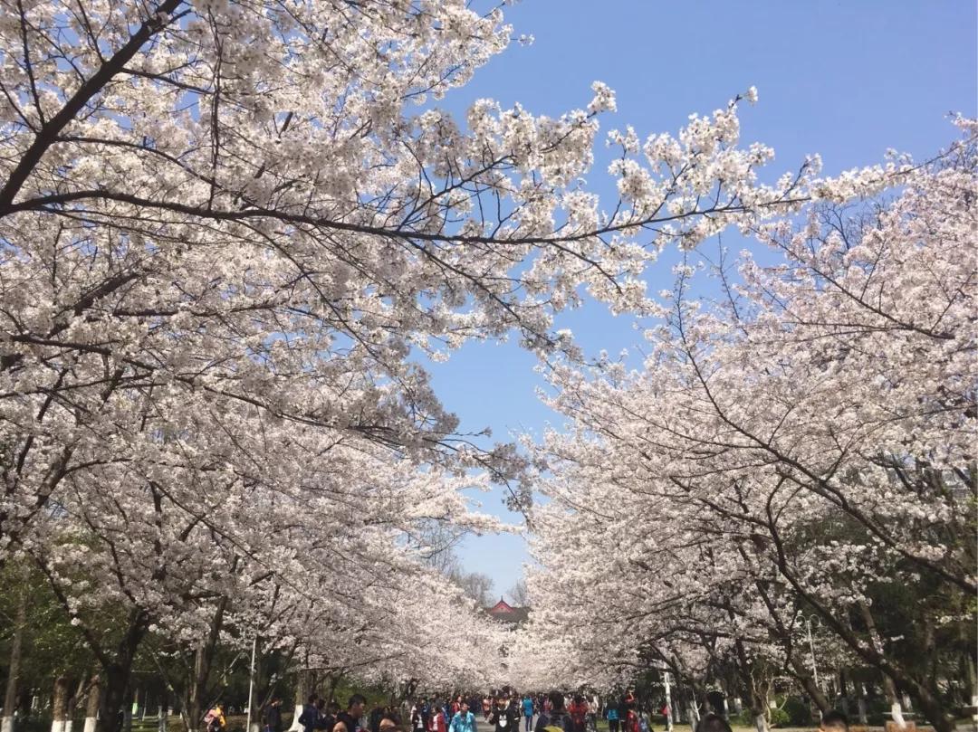 几月赏樱花最好,最美赏樱攻略大全