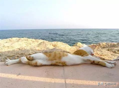 猫咪中暑急救,猫防中暑最好的方法