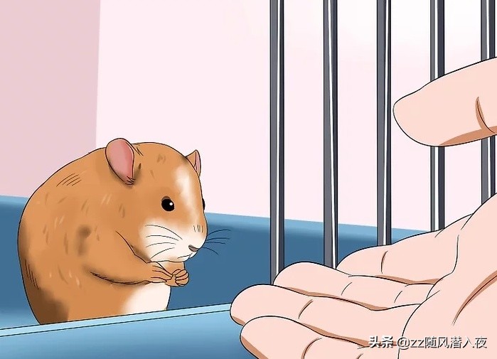 仓鼠饲养八大禁忌,如何饲养一只仓鼠新手版