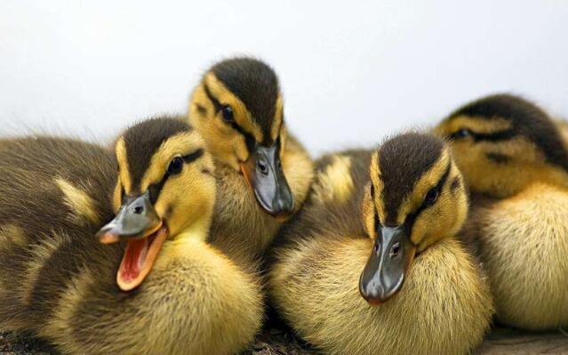 刚孵出的小鸡怎么分公母,小鸡怎么通过翅膀分公母