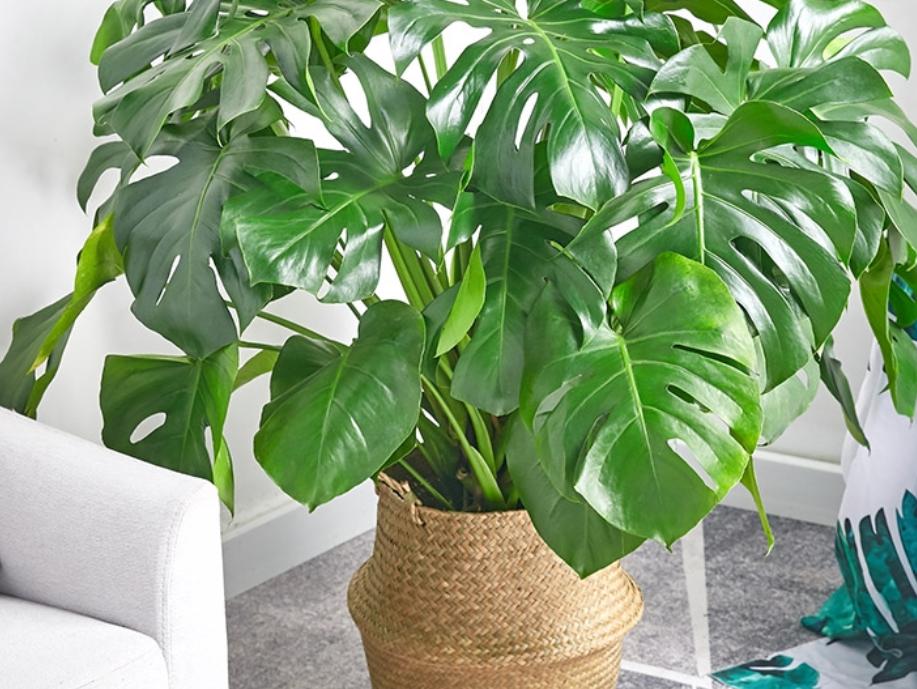 冬天耐寒又不需要浇水的绿植,不怕日晒的水培家养绿植有哪些