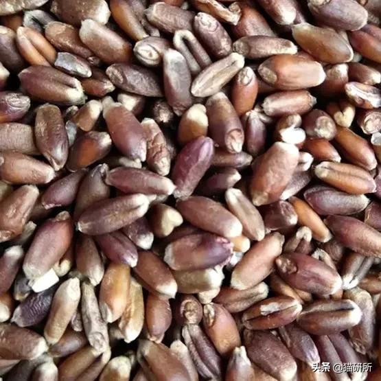 猫咪不吃肉肉怎么办,猫咪不吃鱼吃草怎么办