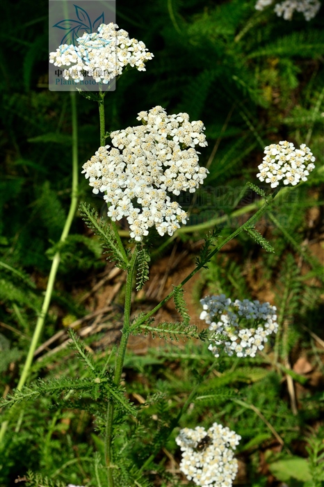 跌打损伤特效药雪上一枝蒿,雪上一枝蒿中药材功能主治