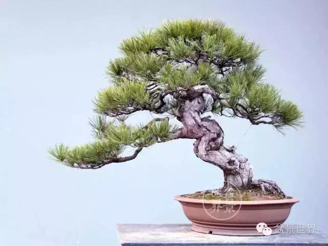 松树盆景经典大片,大斜杆式盆景得金奖作品松树