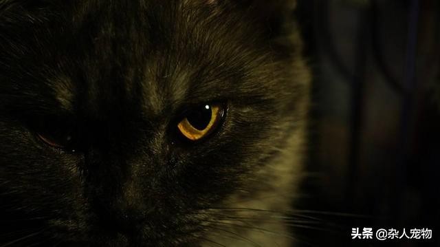 流浪猫怎么和狗和睦相处,流浪猫和流浪狗是怎么出现