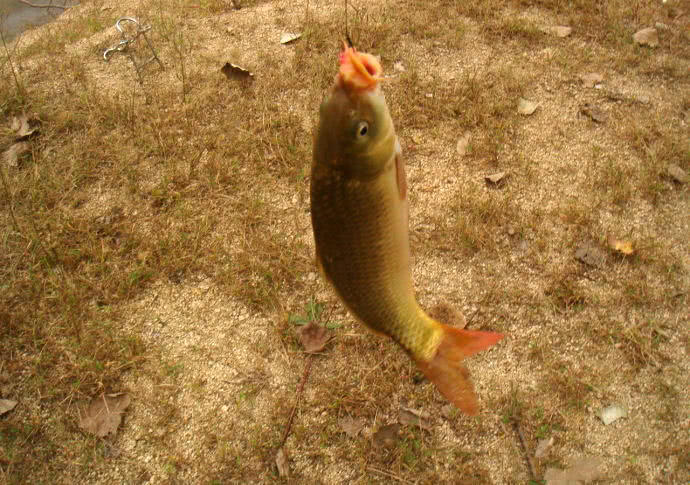 钓鱼人的困惑,这种健鲤和平常鲤鱼不一样吗?