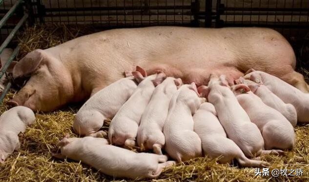小猪刚出生出现假死状态如何救治,小猪养殖技术视频教程大全