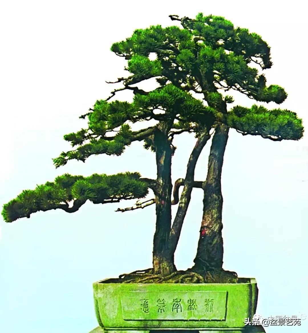 桩景类树种都有哪些,100种常见景观树种