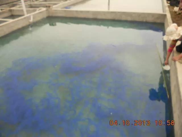 湖南最好的锦鲤养殖基地,湘潭锦鲤养殖