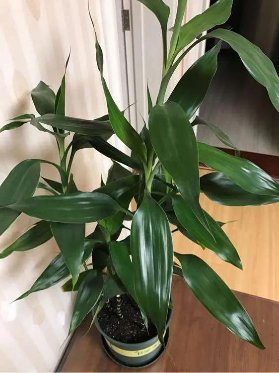 阳台南适合种什么花旺财,适合懒人养的旺财室内花