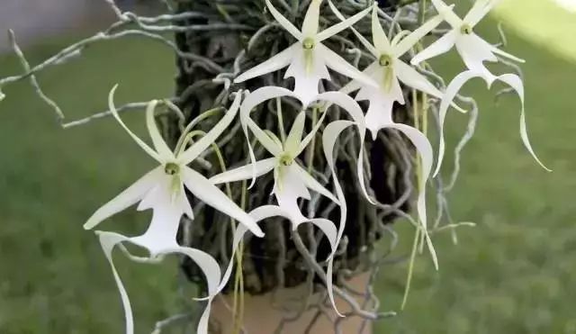 世界上最昂贵的花一朵价值1500万,世界上最高贵的花典雅图文