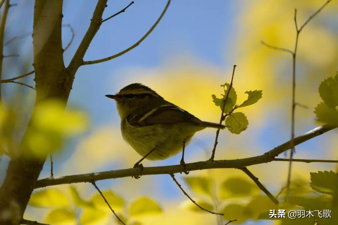 观鸟入门,观鸟小贴士