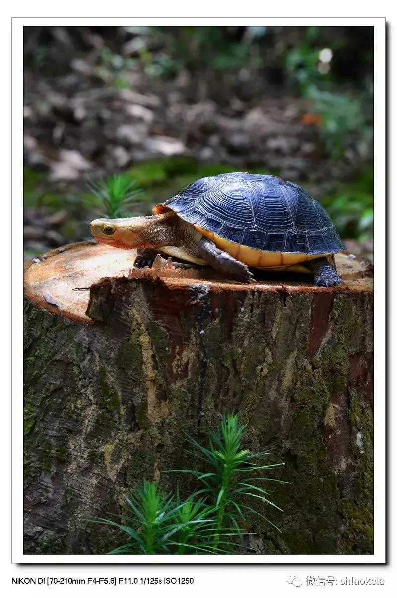 黄缘龟喜欢的植物,黄缘龟有灵性吗