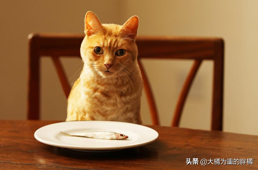 猫不吃新猫粮？原来受这些原因影响，别忙着丢，用这3个办法试试