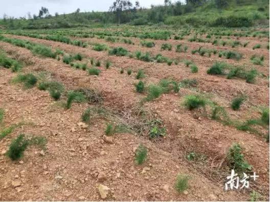 康美退市后续报道,康美药业申请破产涨停