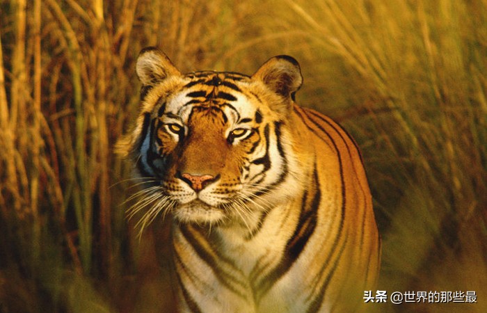 为什么老虎能打架败狮子,老虎打架一掌的威力