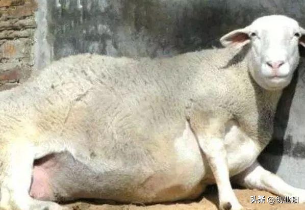 夏季羊中暑如何急救,夏季养羊防中暑小诀窍