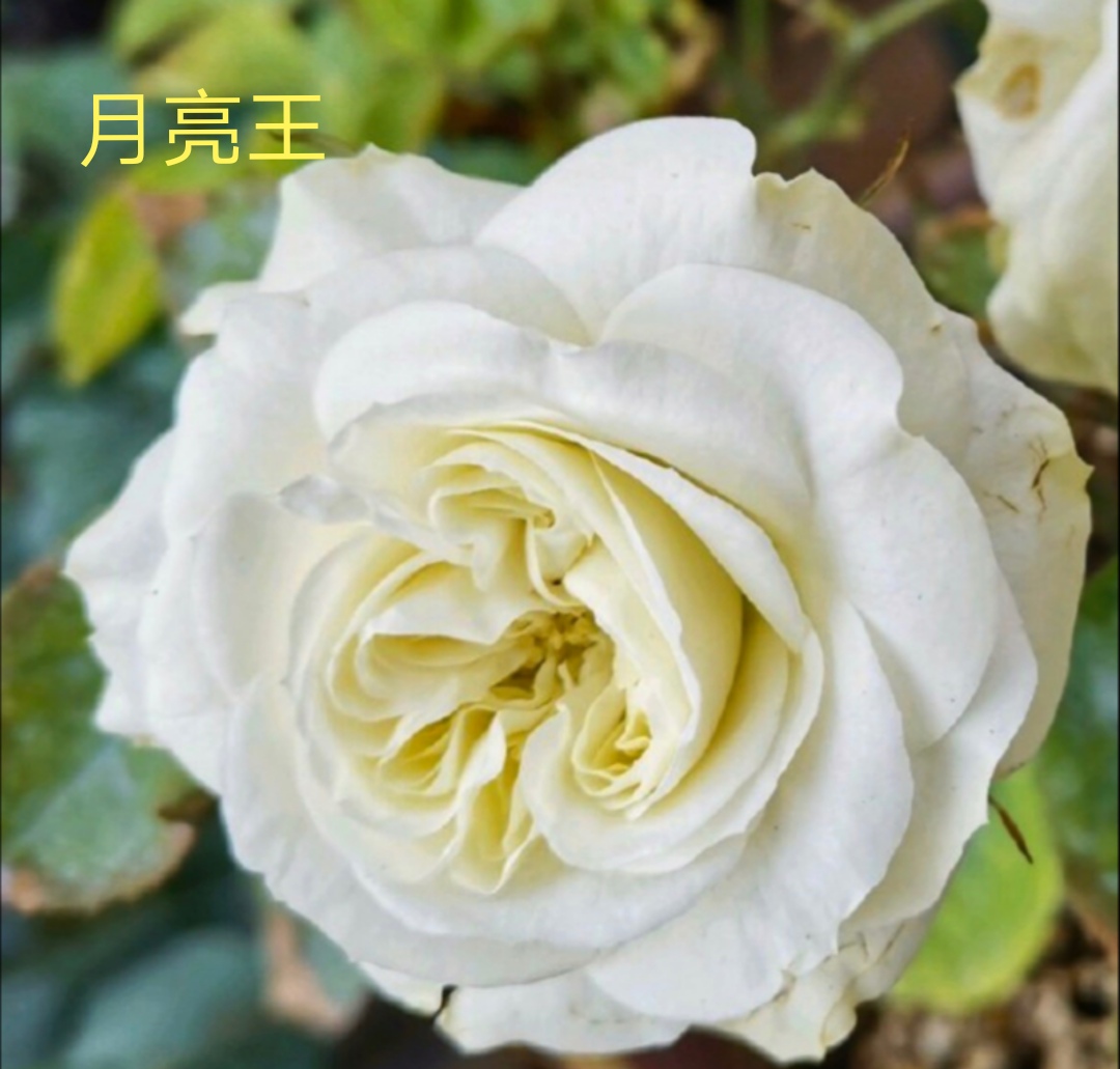 阳台系列月季品种大全,微型月季藤本月季