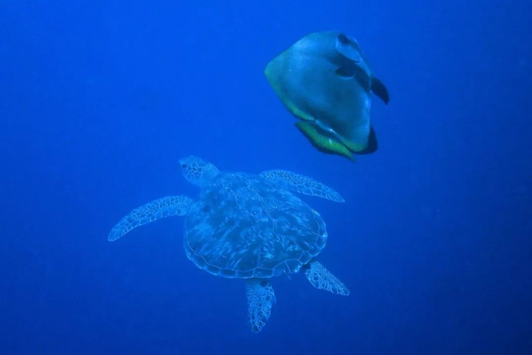 帕劳金色水母,帕劳水母旅行