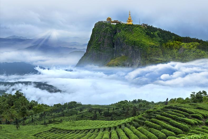 茶叶入门知识100篇,茶叶基础知识100篇