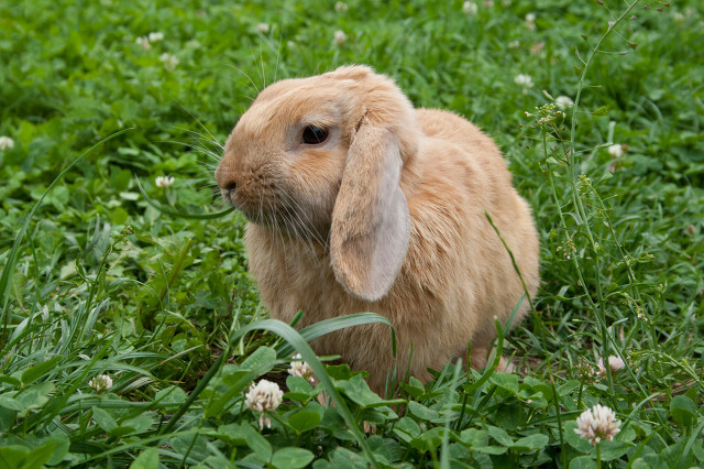 小兔子怎么喂养才不会死,小兔子怎么喂养长得快