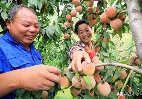农民返乡创业有哪些好项目可以做,返乡创业致富的方法有哪些