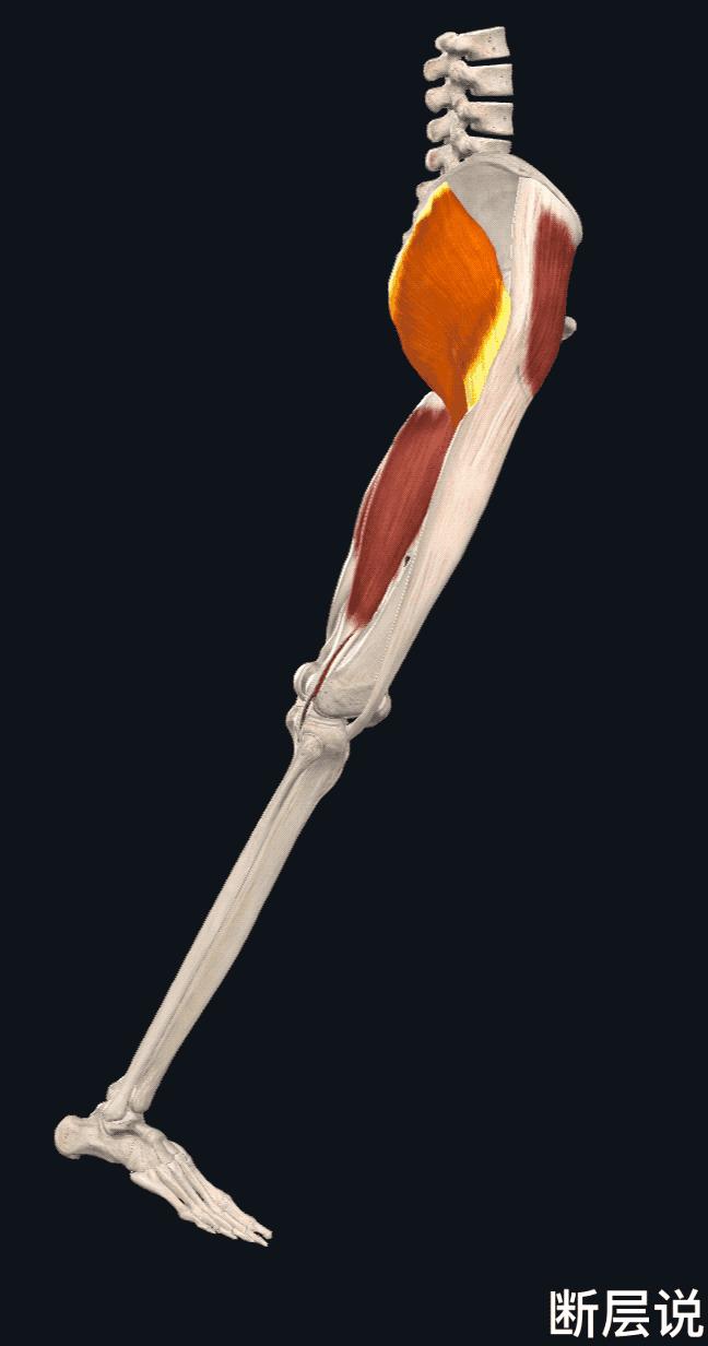 怎么缓解腰引起的臀部疼痛,怎样治疗腰痛和臀部肌肉疼痛