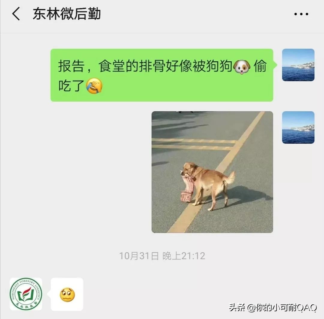 全网通缉照片上的狗,被全网通缉的狗