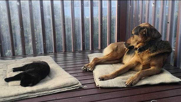 文明养犬是对狗狗最美的宠爱,文明养犬有宠物的世界还是更有爱