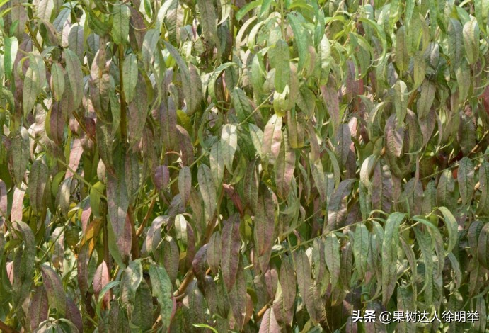 桃园害虫怎么治,桃园的害虫