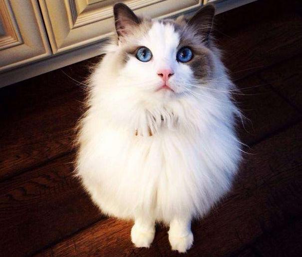 猫中的小仙女有哪些,猫中小仙女是什么