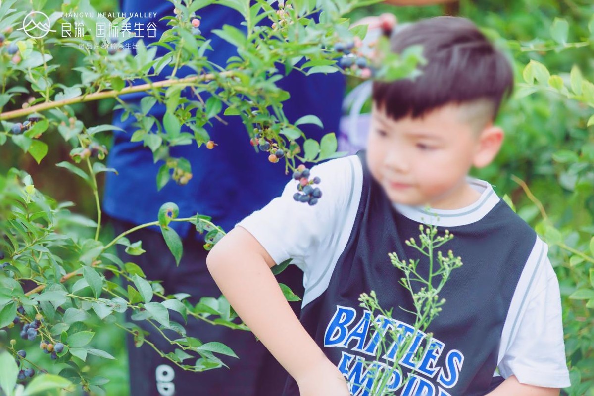 收获趣爽夏日！养生谷第二届蓝莓采摘节完美落幕，避暑嗨玩就在养生谷
