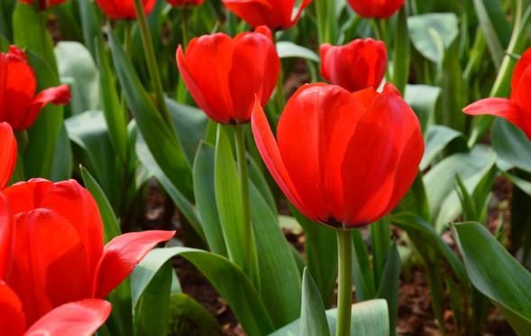 郁金香的花语和寓意是什么意思呀,不同颜色郁金香花语和寓意一样吗