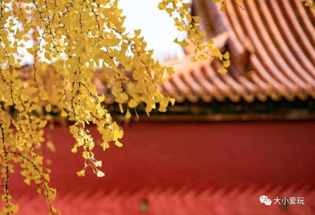 北京红螺寺银杏最佳观赏时间,北京赏银杏景区有哪些