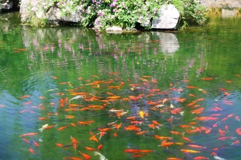 济南3月免费赏花攻略,花都开了济南周边赏花攻略收好