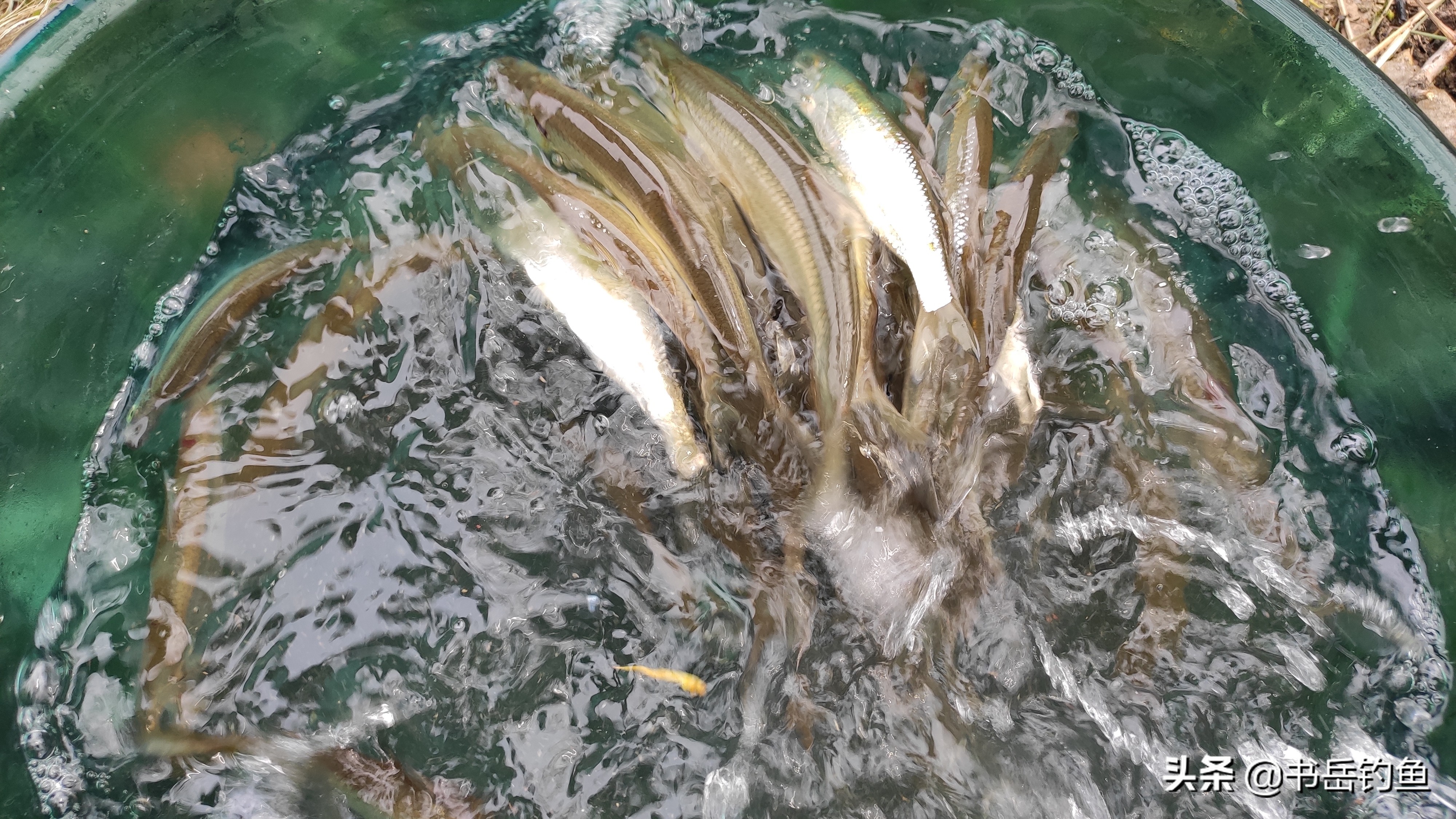 夏天白条闹窝太厉害怎么解决,白条闹窝太厉害用什么饵料