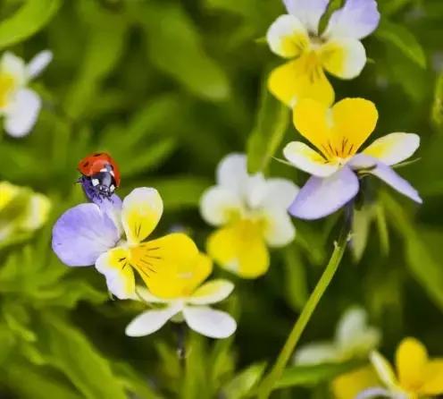 三色堇鬼脸花,三色堇为什么叫鬼脸花