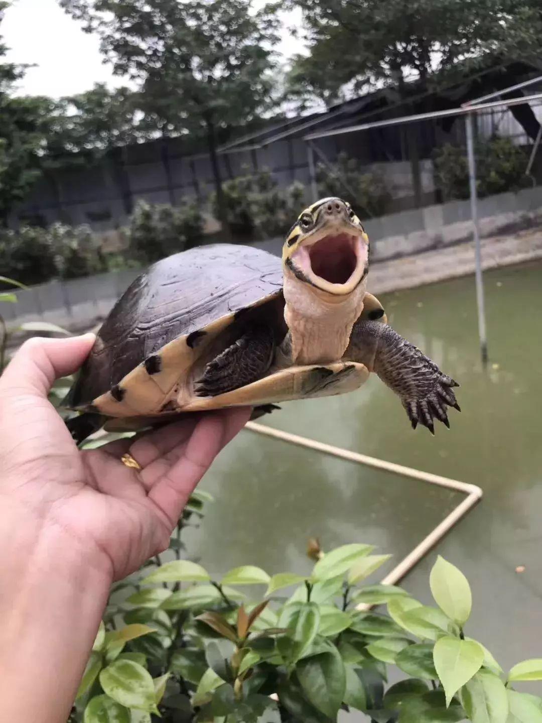 顺德龟苓膏正宗店铺,台山老字号龟苓膏
