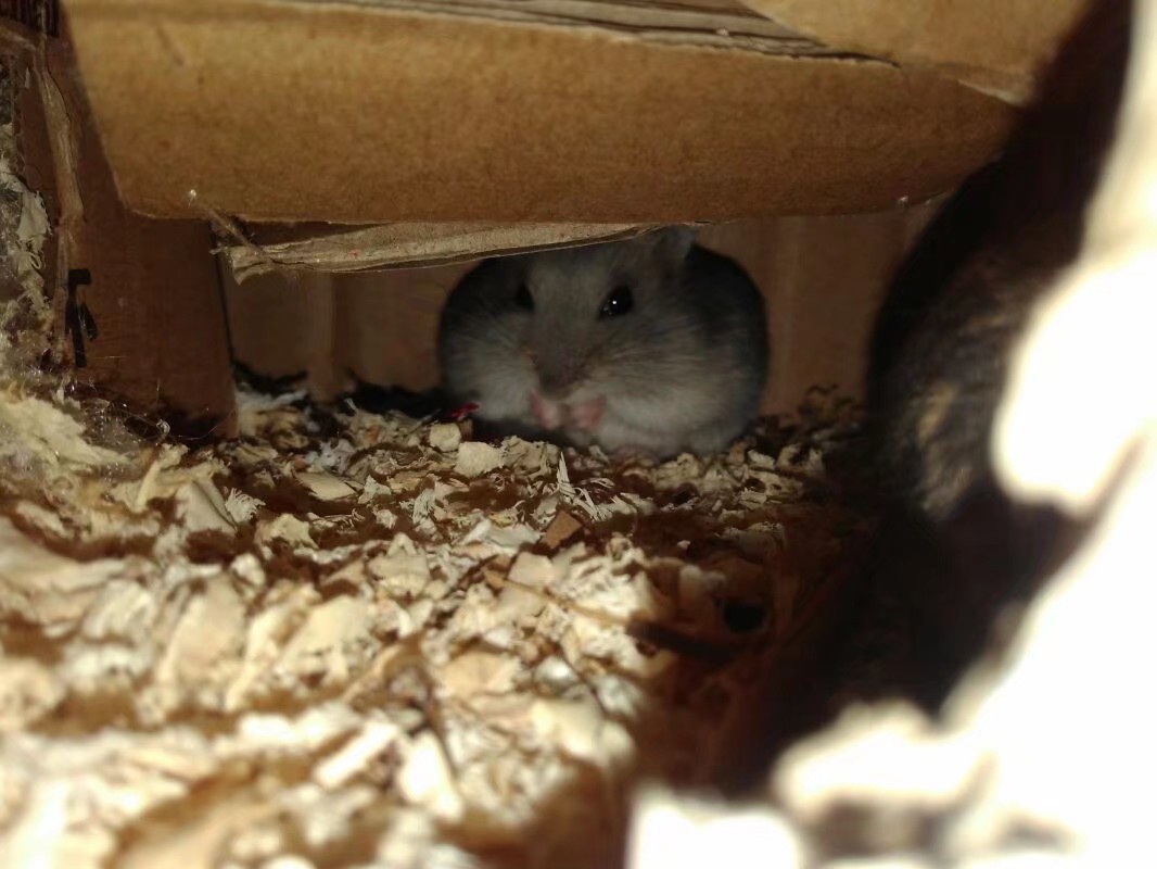 小学生养仓鼠注意事项,仓鼠小学生养要注意点什么