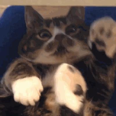 猫兄妹可爱视频,矮脚猫兄妹