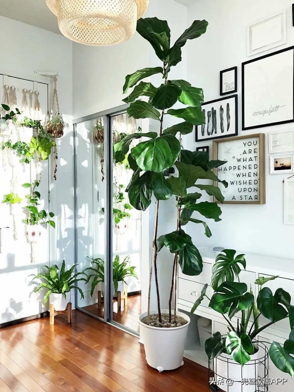 手残党绿植大全,给大家推荐几款超好养的绿植